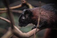 Chinesisches Baumhörnchen