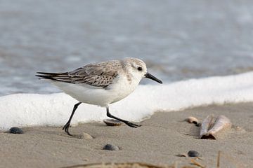 Sanderling (Calidris alba)