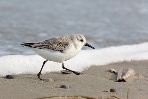 Bécasseau variable (Calidris alba)