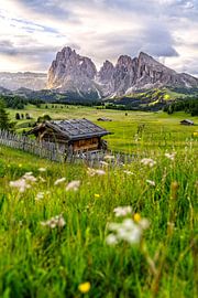 Spring on the Seiser Alm in South Tyrol by Achim Thomae Photography