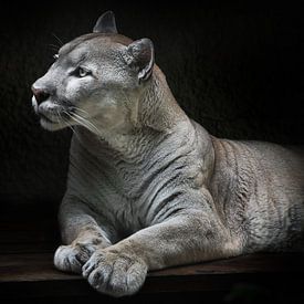 Peppy interest and curiosity of a powerful cougar ready to jump, mountain lion, black background by Michael Semenov