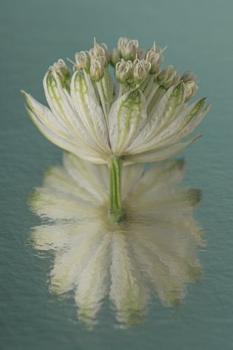 Spiegeling: Een bloem van een Zeeuws Knoopje met abstracte weerspiegeling