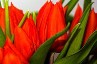 Orange tulips von Michael Nägele Miniaturansicht