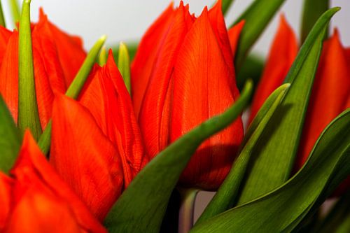 Orange tulips
