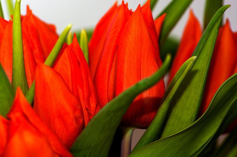 Orange tulips von Michael Nägele