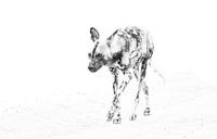 Wildhund van Robert Styppa thumbnail