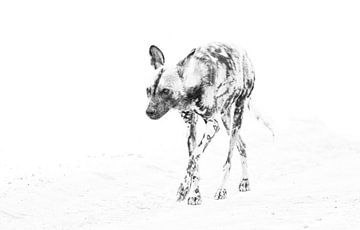 Wildhund von Robert Styppa
