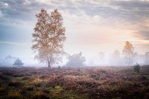 Double birch in the morning fog