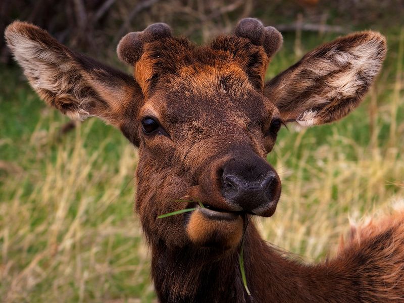 Bin ich nicht niedlich? von Vivian Fotografie