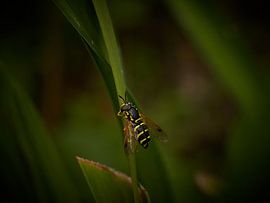Steppenwespe beim Ausruhen im Grünen von Geert Perdaens