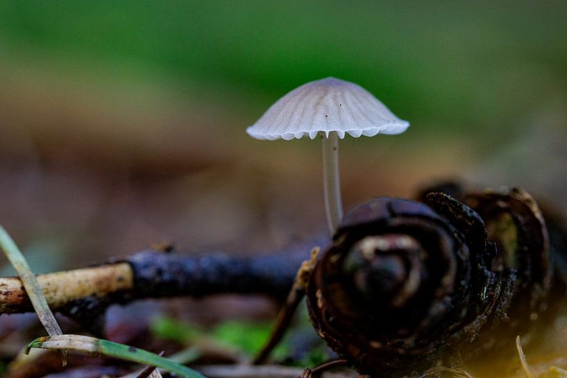 champignon par ton vogels