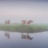 roodbonte koeien in de mist van Arjan Keers