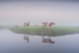 vaches rouges et blanches dans le brouillard