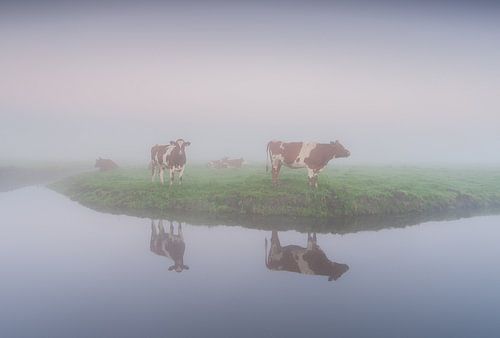 red and white cows in the fog
