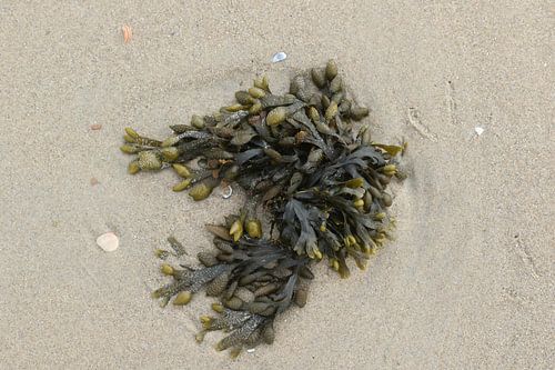 zeewier op het strand