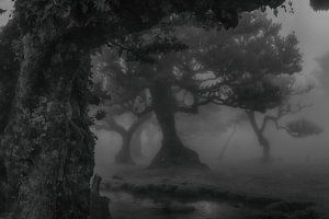 Fanal forest