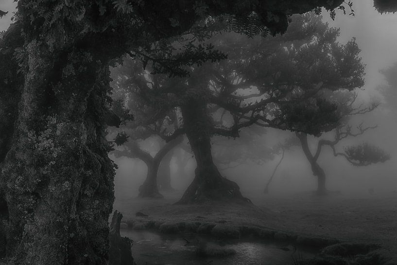 Fanal forest by Jaco Verheul