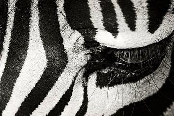 Zebra van Walljar