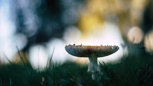 Colorful mushroom von Milou Oomens