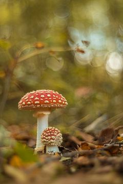 Champignon féerique : l'amanite tue-mouches dans la forêt avec un magnifique bokeh