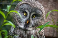 Hypnotiseur...