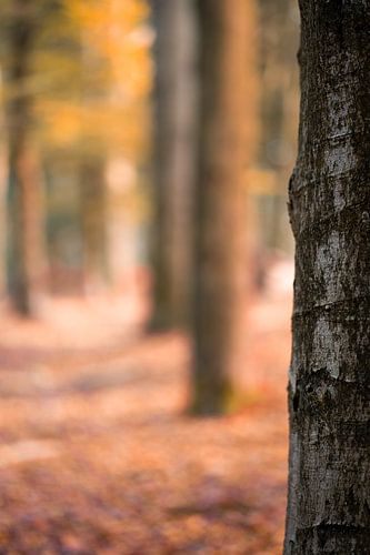 Herfstboom van Jim Plaum