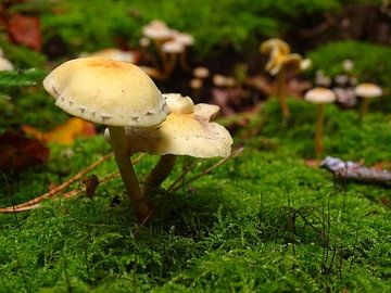 2 paddenstoelen  van Sanne Compeer