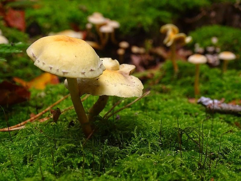 2 paddenstoelen  par Sanne Compeer