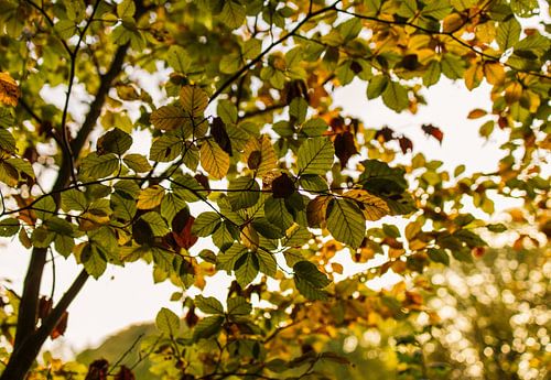De herfst is onderweg