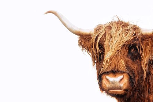 Schotse hooglander kop foto