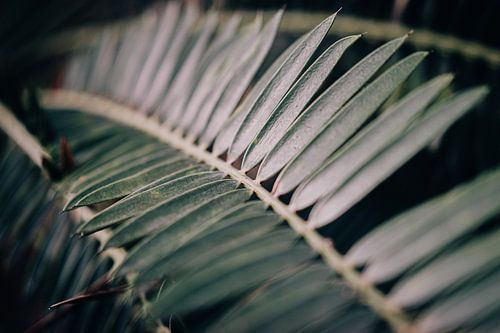 palm plant close-up