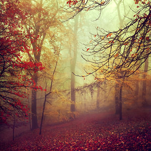 Nevelig bos in herfstkleuren
