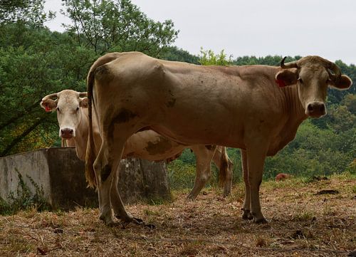 Typische französische Straße in einem Dorf in der Dordogne. Hölzerne Fensterläden, Laternen, Steinmauern.