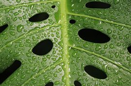 Délicieuse feuille de fenêtre sur Matthias Brix