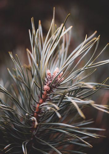 needles
