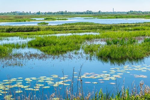 Westbroek Rasen im Mai