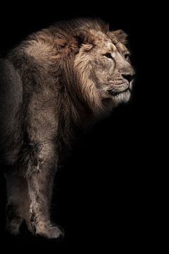 maandier (ashen). Een krachtig Aziatisch leeuwenmannetje tegen de achtergrond van een donkere grot,  van Michael Semenov