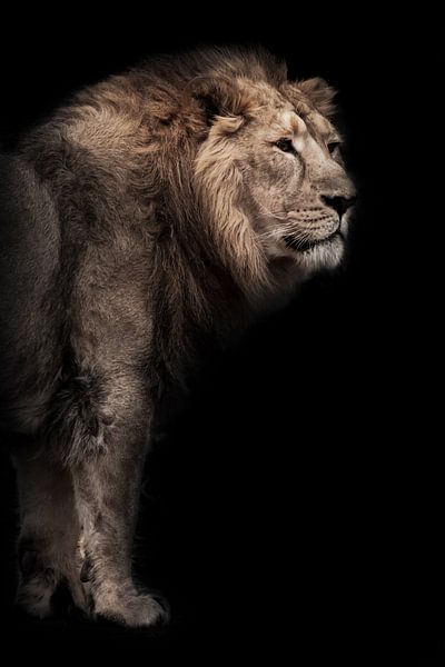 lunar beast (ashen). A powerful Asian lion male against the background of a dark cave, bamboo is lyi by Michael Semenov