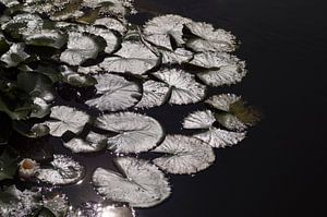Seerosenblätter im Wasser (fast abstraktes Foto in Schwarz und Silber von Seerosenblättern im Wasser