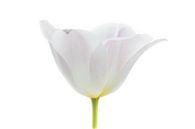 Tulp Wit uit Tulpenserie Suur van Marja Suur thumbnail
