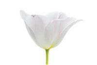Tulp Wit uit Tulpenserie Suur