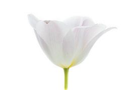 Tulip White from Tulip Series Suur by Marja Suur