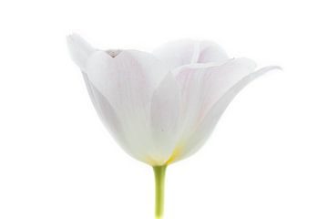 Tulp Wit uit Tulpenserie Suur van Marja Suur