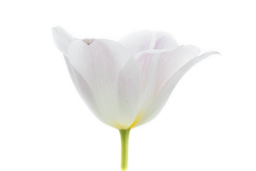 Tulp Wit uit Tulpenserie Suur van Marja Suur