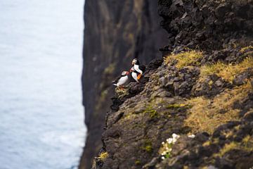 Papegaaiduikers op de zwarte rotsen in IJsland van Yvette Baur