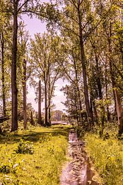 Lage Bergse Bos - Landschaft Nr. 8 von Deborah de Meijer