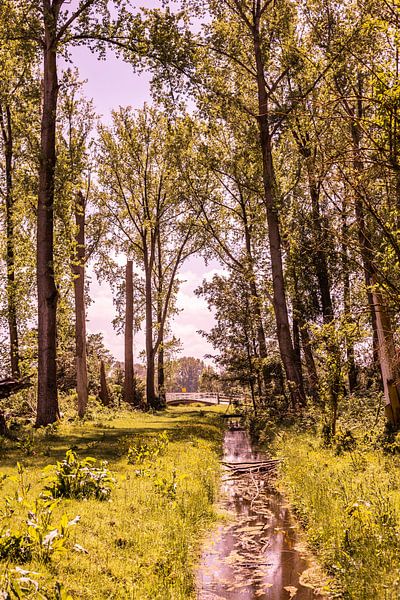 Lage Bergse Bos - Landscape no. 8 by Deborah de Meijer
