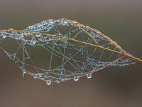 Das Juwel der Natur