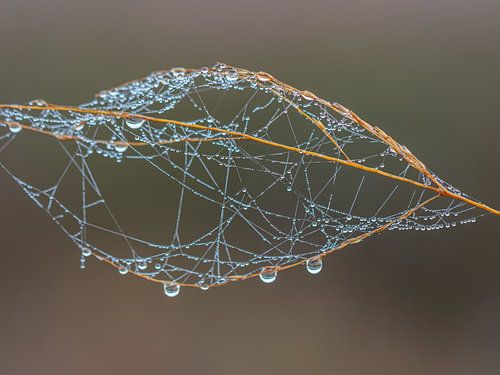 Nature's jewel