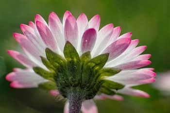 Farbige Blüte eines Gänseblümchens (Bellis perennis)